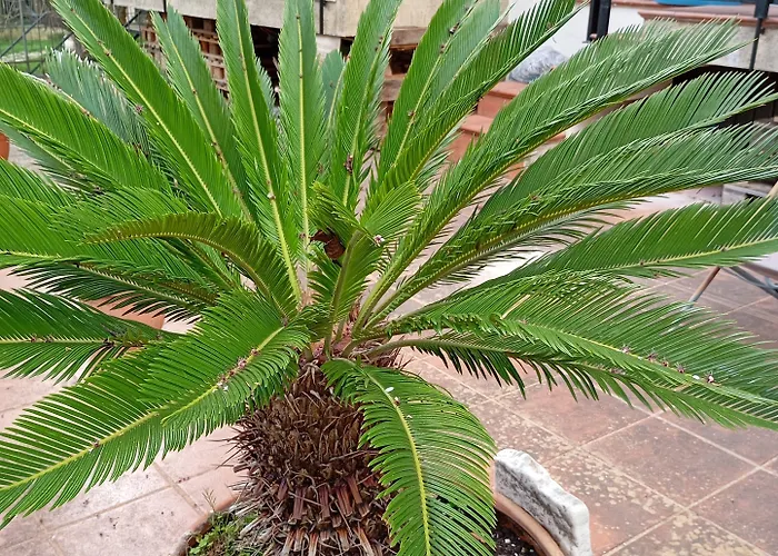 Casa Di Toto Salernes